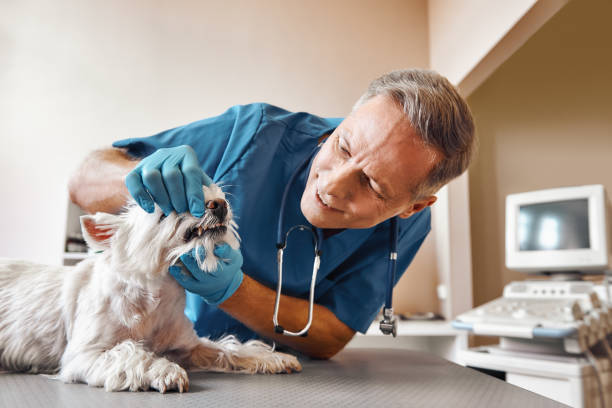 Best Mobile Emergency Dentist in Ridgeville, SC